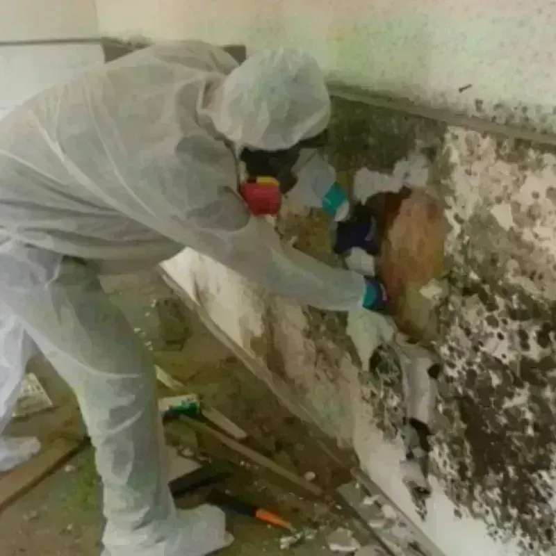 Best Mold Remediation and Removal Service in Comanche County, KS